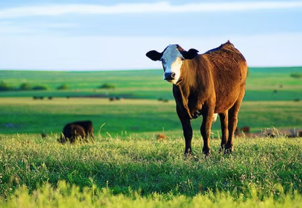 best cow names
