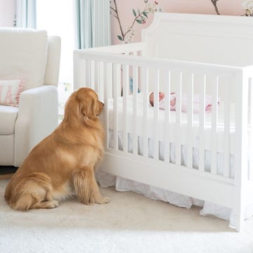 Golden retriever watching over a sleeping baby in a crib, with floral wallpaper and cozy furnishings in the room.