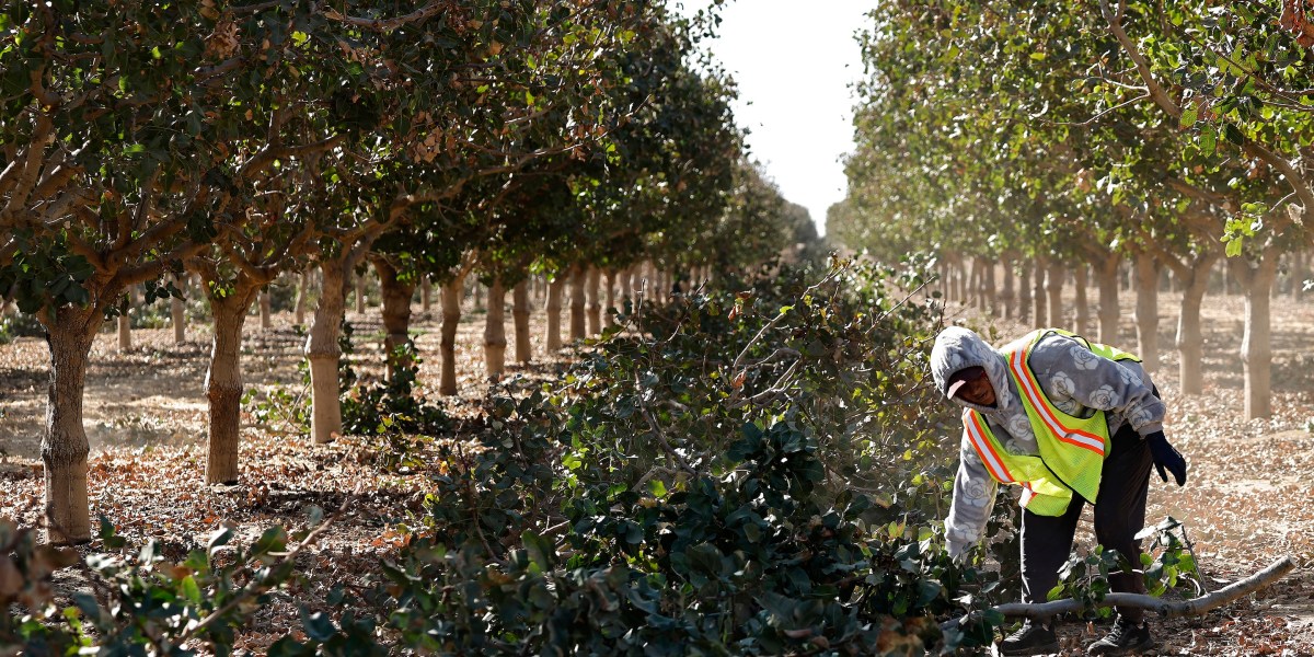 Trump’s farmworker pay cut moved $2.5 billion a year from workers to growers. A judge says it’s illegal, and back pay could follow