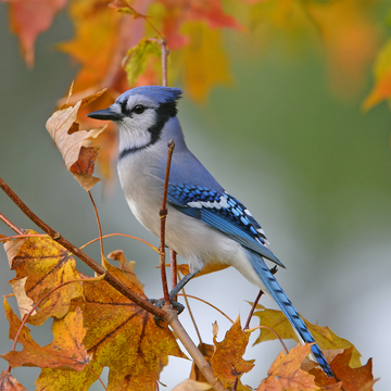 Things You Should Do for Backyard Birds Before Fall Migration Begins